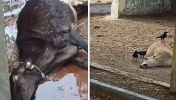 महेश जी गौशाला में खून के आसूं रो रहा एक गोवंश!