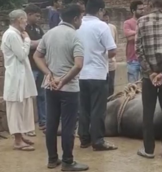 हापुड़ क्षेत्र के बछलौता गाँव में छत गिरने से 3 मवेशियों की मौत एक घायल