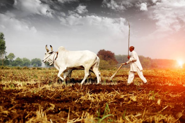 कमिश्नर साहब जब खाद उपलब्ध, तो किसानों को क्यों नहीं मिल रहा?
