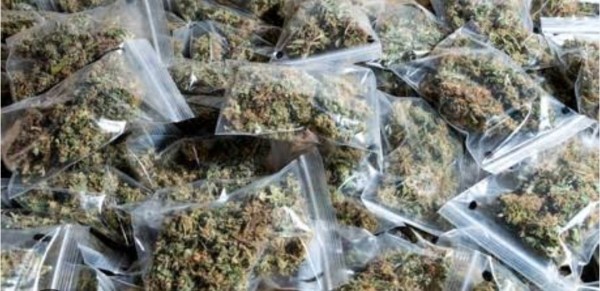 राधानगर क्षेत्र में गांजा माफिया का साम्राज्य : खुशवक़्तराय नगर इलाके में खुलेआम चल रहा अवैध धंधा, जिम्मेदार मौन